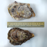 Japanese Iwate/Miyagi Oysters ~110g (Sashimi-Grade Oysters from Iwate/Miyagi Prefecture) カキ (PROMO)