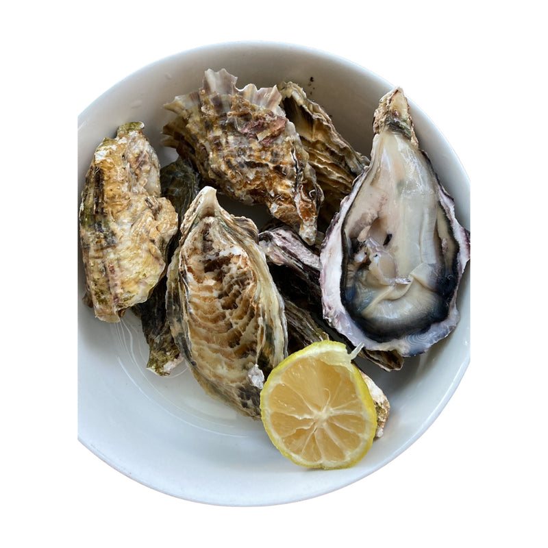 Japanese Hyogo/Iwate Oysters ~90g (Sashimi-Grade Oysters from Iwate Prefecture) カキ (PROMO)