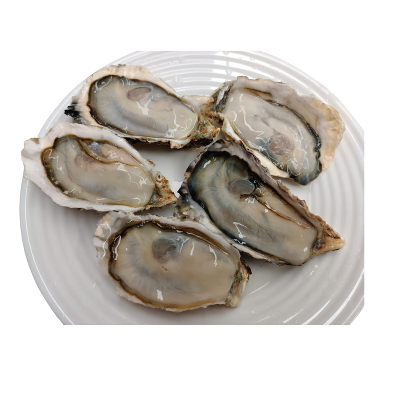 Japanese Hyogo/Iwate Oysters ~90g (Sashimi-Grade Oysters from Iwate Prefecture) カキ (PROMO)