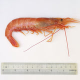 Argentina Aka Ebi (Red Prawn)